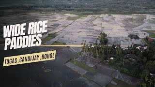 Wide Rice Paddies in Tugas, Candijay, Bohol!