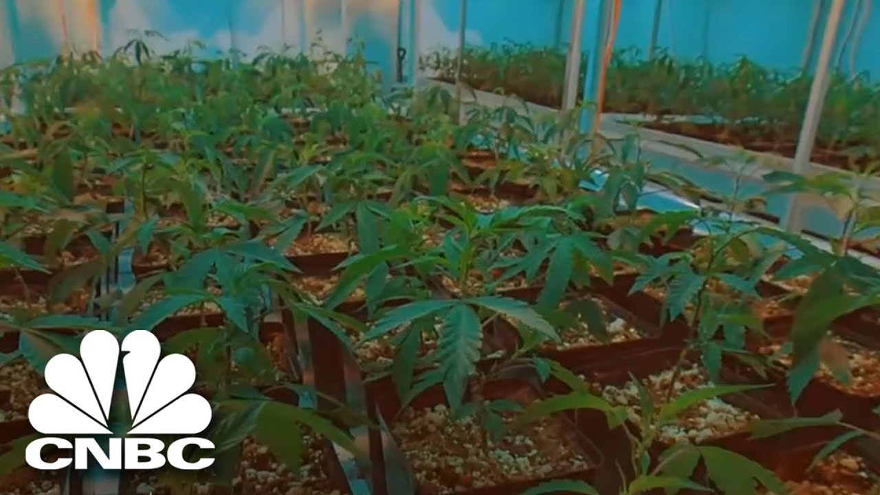 The ‘Side-Effects’ Of Pot | The Profit | CNBC Prime