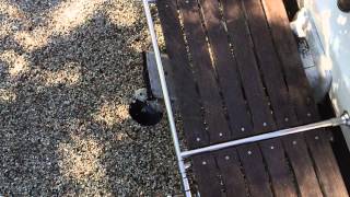 Båten 2014 Sjösättning