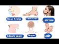 Human Body Parts –  Parts of the Body | "Body Parts Name List