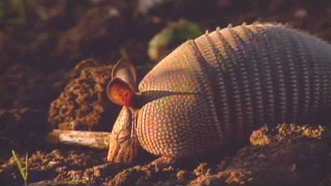 Armadillos