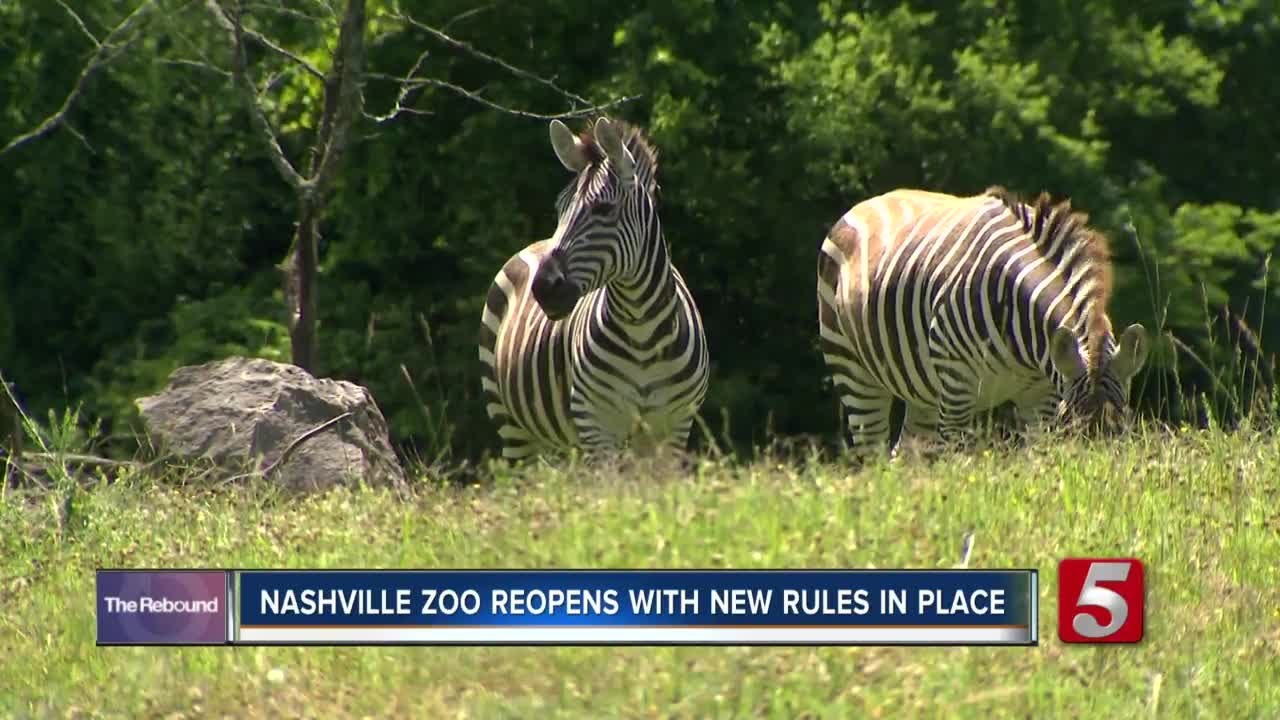 Nashville Zoo reopens with limited attendance amid the pandemic YouTube