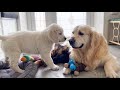 Golden Retriever Loves Playing with Puppies