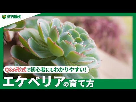 エケベリア・パリダの育て方｜日光と水やりの誤解を解消！実践テクニック