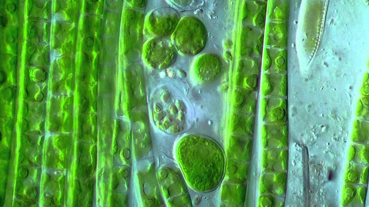 Лабораторная водоросли. Водоросль Ульва клетка. Fucus algae микроскоп. Нитчатая водоросль лабораторная. Зеленые водоросли микроскоп.