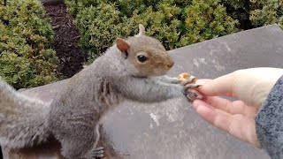 Cutie the squirrel wants to be hand-fed again, and squirrely Tee Shirts