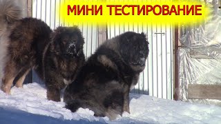 Кавказские овчарки тестирование на Волчий вой