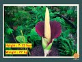 Worlds largest and tallest flowers