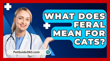 What Does Feral Mean For Cats? - PetGuide360.com
