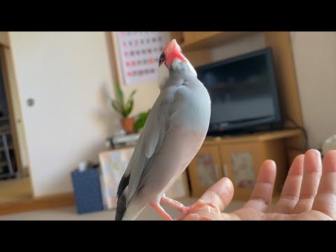 お胸を触られると何故か頭上を確認する文鳥　あずき　java sparrow