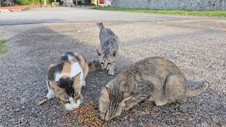 Feeding 5 street cats some kibbles and chicken jerky