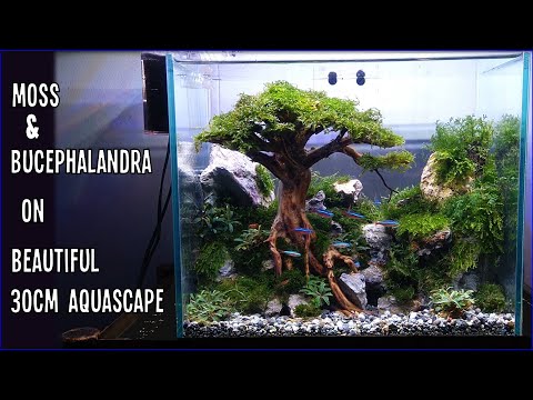 design-#01-|-tutorial-setting-aquascape-30cm-tema-pohon-(bersama-mjb-aquatic)