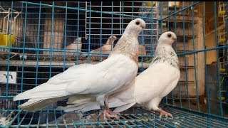 The Egyptian pigeon - للبيع مجموعه من الحمام***الغزار الصافي**الغزار القطقاطي**