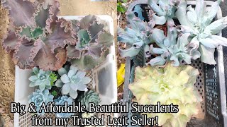 Unboxing Big Affordable &Beautiful Succulents from Herlets Cacti & Succulents!