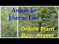 Anjeer/Fig Plant Ke khet Se Live / अंजीर के खेत से लाइव