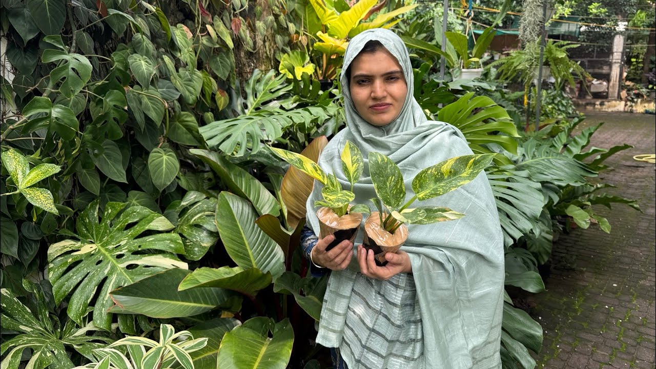 CLEARANCE SALE | giffy Anthuriums | aglaonema | Dm 9605991603