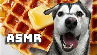 ASMR Husky Trys Crunchy Waffles🧇 by HUNGRY HUSKY PACK 931 views 7 months ago 1 minute, 38 seconds