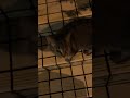 謎動画