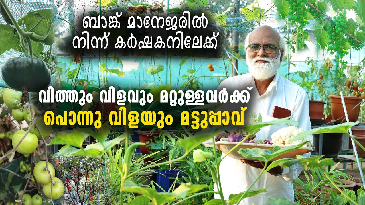 ബാങ്ക് മാനേജരിൽ നിന്ന് കർഷകനിലേക്ക്..| വിത്തും വിളവും മറ്റുള്ളവർക്ക്  | പൊന്നു വിളയും മട്ടുപ്പാവ്