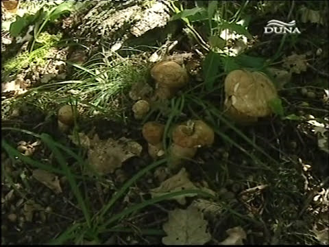 Videó: Büdös légyölő galóca: megjelenés, veszély és jellegzetes tulajdonságok