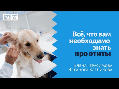 Все, что вам необходимо знать про отиты