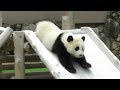 すべり台を華麗にすべる結浜!飼育員さんめがけてダッシュ! Giant Panda Yuihin♪