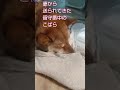 ばんえい競馬を観てきたおじさんと留守番の柴犬、或いはその罪悪感を促す輝く瞳