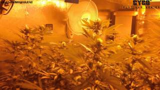 Battle of California - AN vs CYCO - OG Kush Grow - Day 25 of Flower
