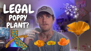 The Surprising Truth about California's State Flower: California Poppy What Is California Flower