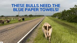 A Long Blue Paper Towel Type Week On the Ranch! #cattle #farmlife #livestock #bluepapertowels