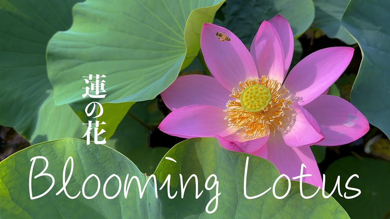 Exploring Japan’s Most Beautiful Lotus Garden in 4K Relaxing Lotus Flower Scenes with Music