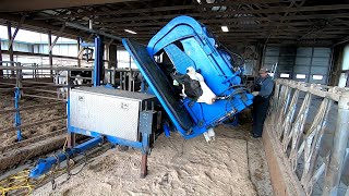 Hoof Trimming