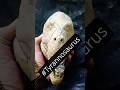 Avances en #Tyrannosaurus (parte 2)