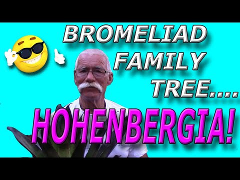 شجرة عائلة بروميلياد هوهنبيرجيا