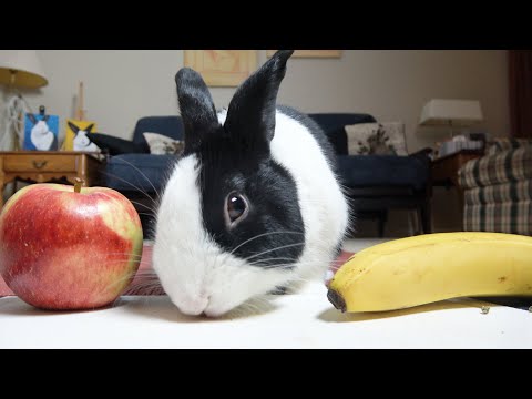 Video: Kanin Med æbler Og Grøntsager