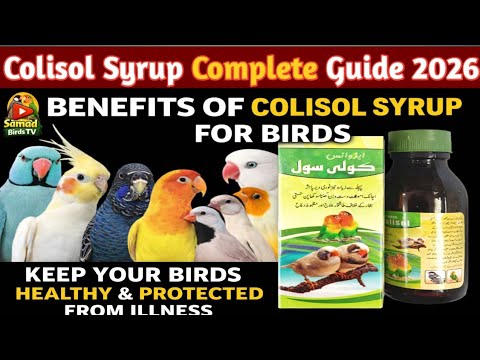 Colisol Syrup for Birds | Complete Benefits & Correct Usage Guide ...
