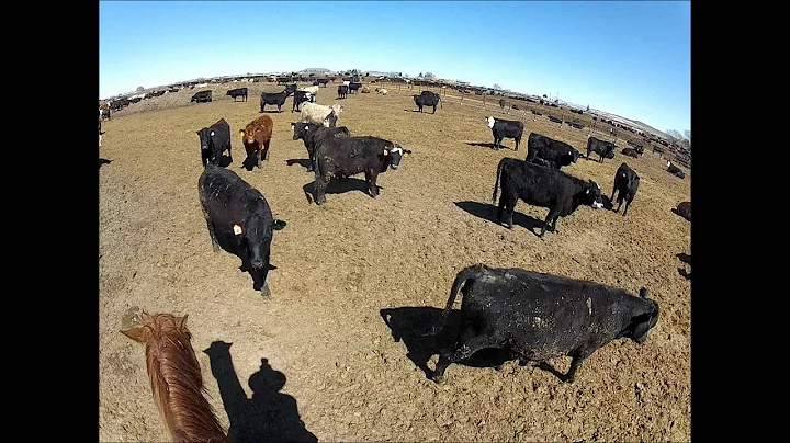 Low stress cattle handling with GoPro