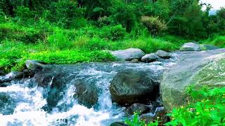 Download Lagu The Sound of Your Heartbeat Synchronizing with Nature | A River's Pulse MP3 Download Lagu The Sound of Your Heartbeat Synchronizing with Nature | A River's Pulse MP3