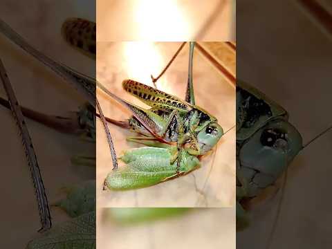 Серый кузнечик охотится Katydid wart-biter vs katydid #insects