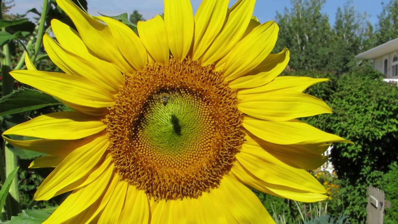 Sunflowers with Bees YouTube