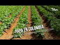 Papa en Colombia: el año de la transformación del sector - TvAgro por Juan Gonzalo Angel