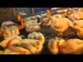 BROILER CAGING SYSTEM by SARIKUNTO