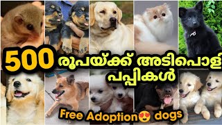 500 രൂപക്ക് പപ്പികൾ വന്നു   | Free adoption dog | അടിപൊളി PETS വിലക്കുറവിൽ | PETS POINT