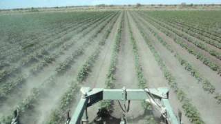 Roy Cultivating cotton in Australia