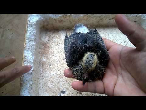Video: Cách nuôi chim hoàng yến: 10 bước (có hình ảnh)