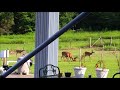 Classic rock deer cam catches my dirt eating deer 81917