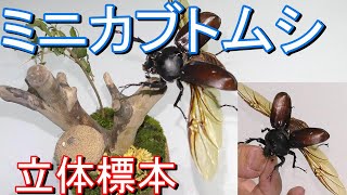 ミニカブトムシの立体標本でアート作り　Japan Insect Specimen Art