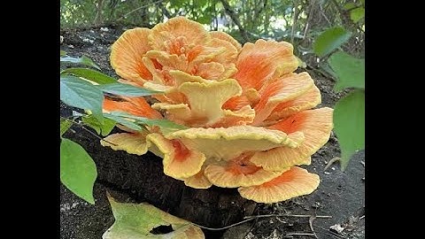 Patterns in Nature:  Fractals