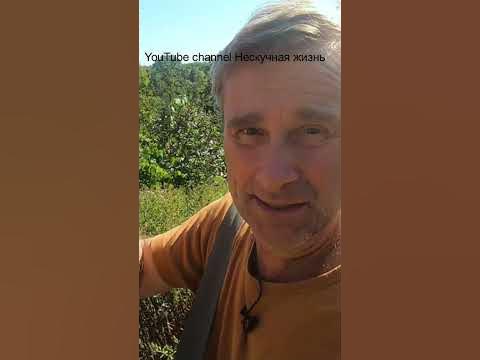 Шмель самец #shorts Смотрите полное видео: Ужалил шмель. - YouTube