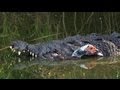 Crocodile Attacks Duck 01, Dangerous Animals